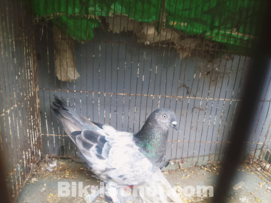 গিরিবাজ কবুতর